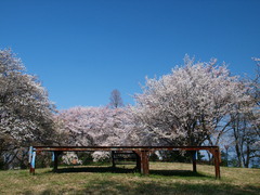 桜宴花