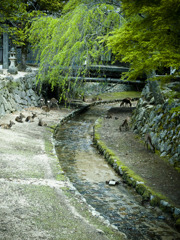 宮島散歩日記