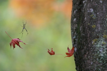 蜘蛛の紅葉狩り