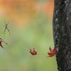 蜘蛛の紅葉狩り
