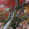 大樹の紅葉