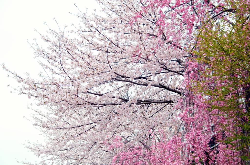 桜