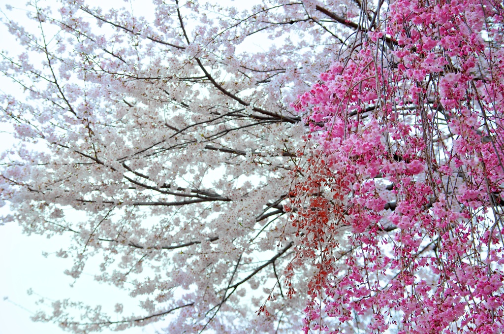 桜