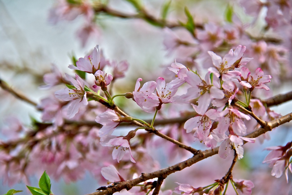 桜