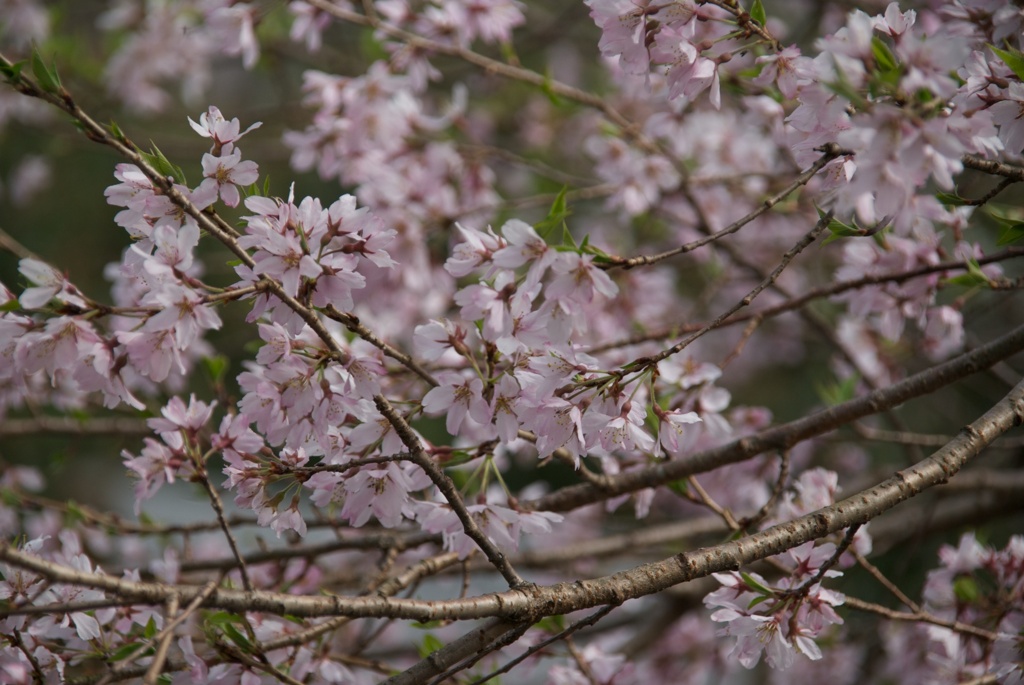 桜