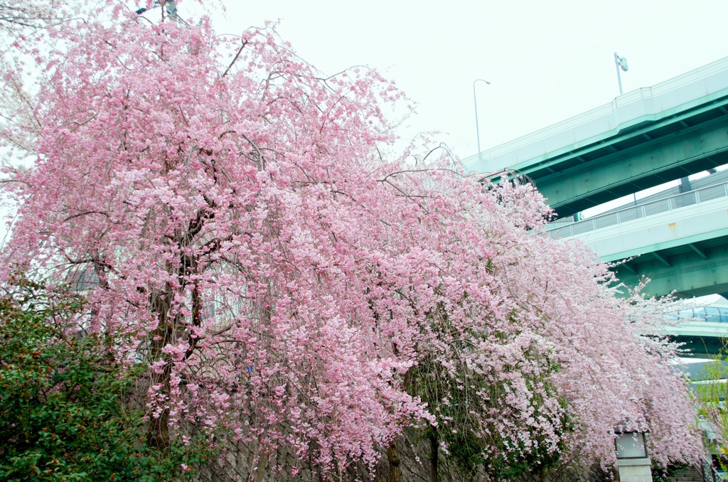 桜