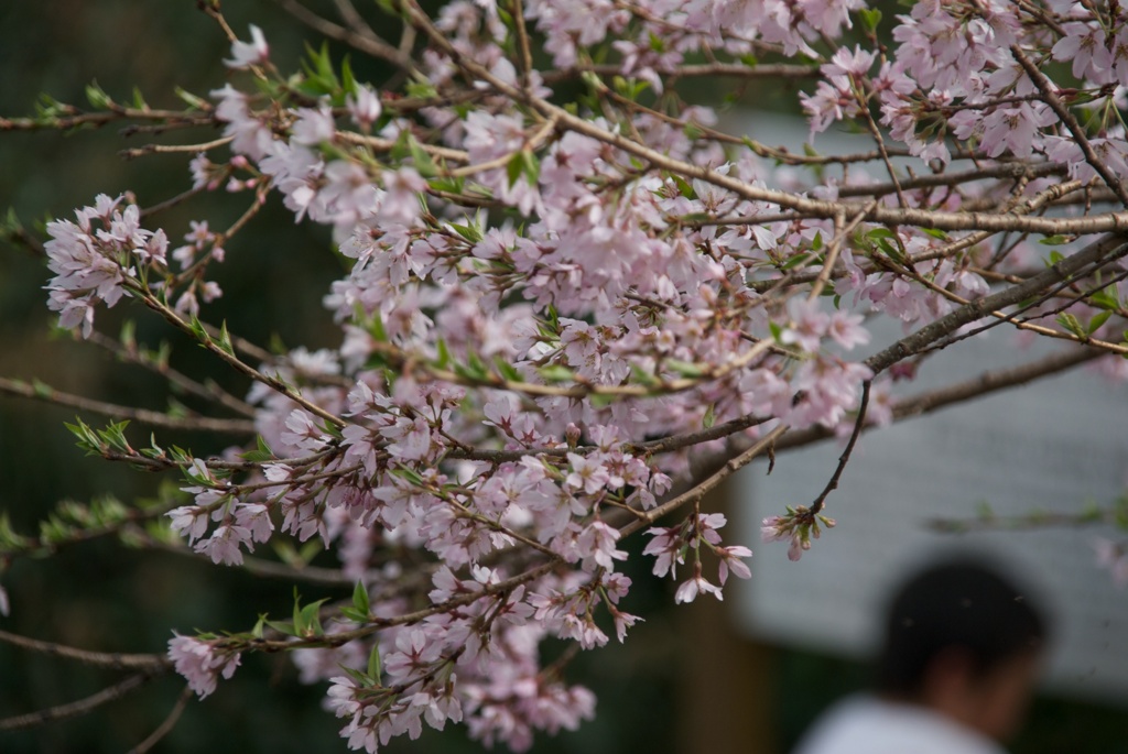 桜