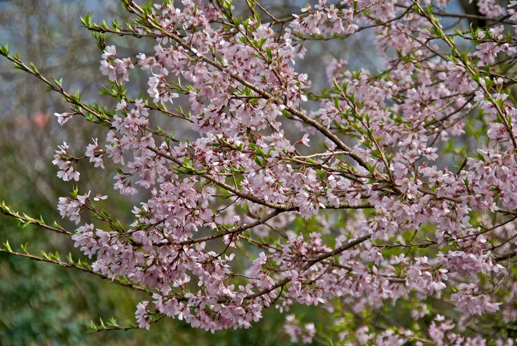 桜