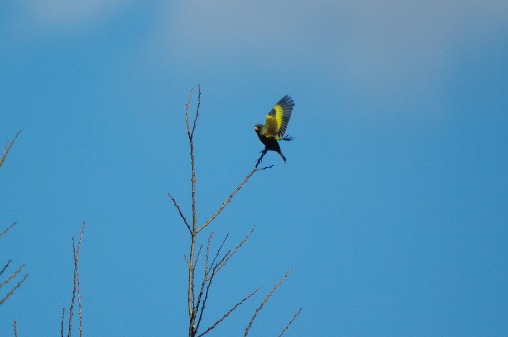 ？鳥さん