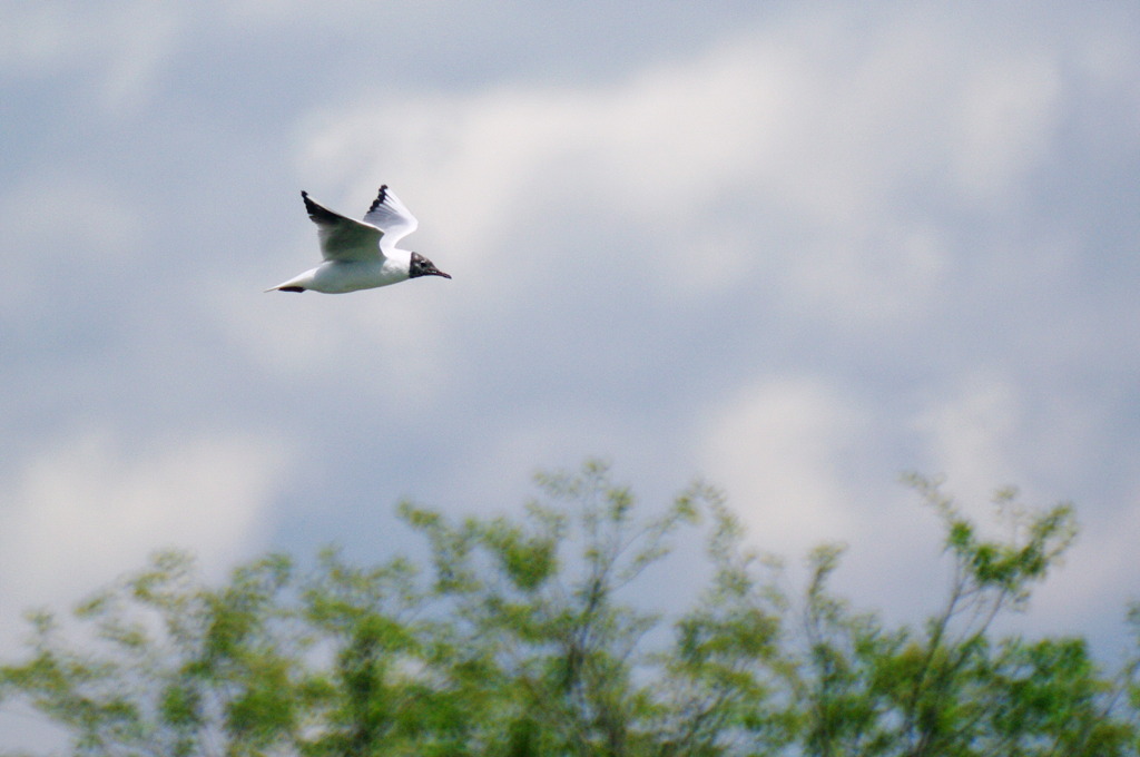 ユリカモメさん。