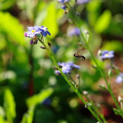 青いお花とハナアブ　5
