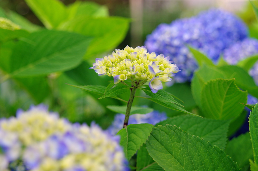 紫陽花カウントダウン