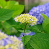 紫陽花カウントダウン