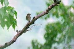夏の？鳥さん　2