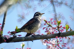 ツグミさんのお花見　1