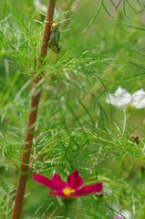 カエル君も芸術の秋