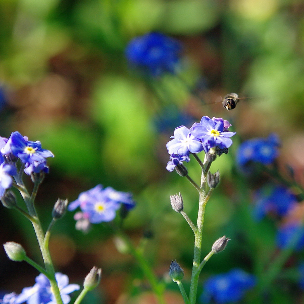 青いお花とハナアブ　3