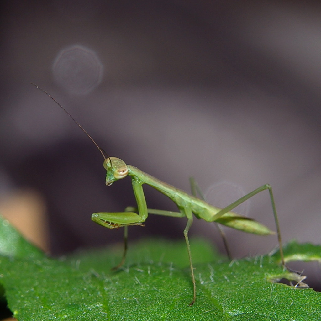 大根畑の味方　カマキリ編