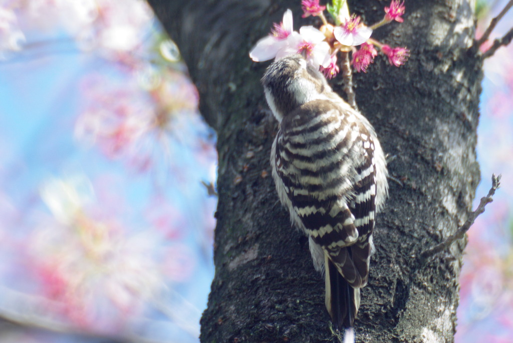 花より団子のコゲラさん　1