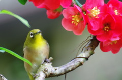 「ボケ」の花でボケています？