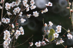メジロさんのお花見。　1