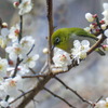 梅とメジロさん　11