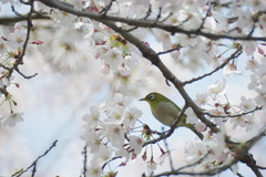 「桜とメジロ」さん。