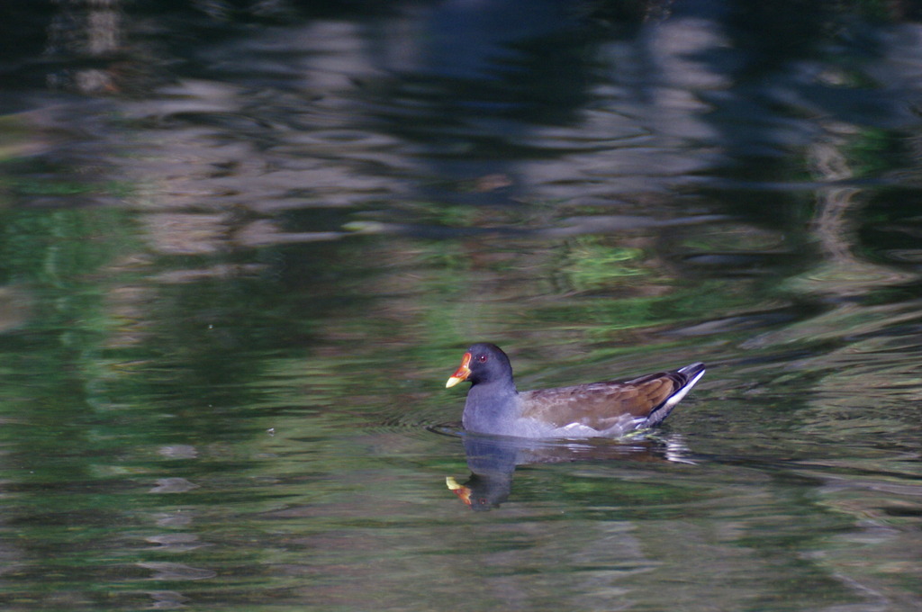 ？鳥さん