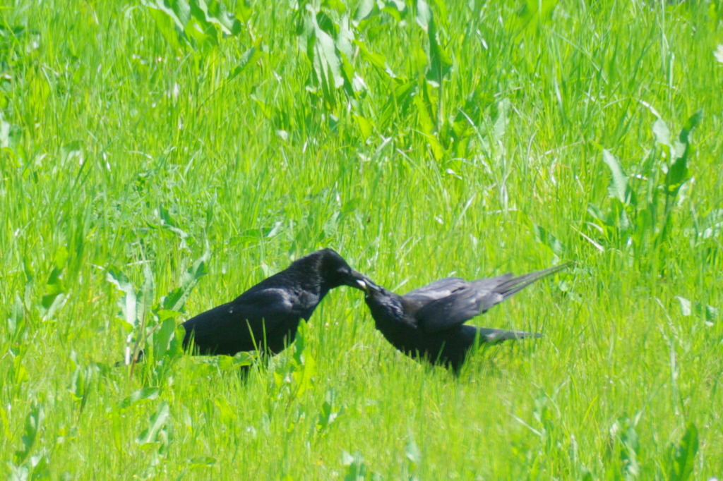 カラスだって親子愛