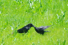 カラスだって親子愛