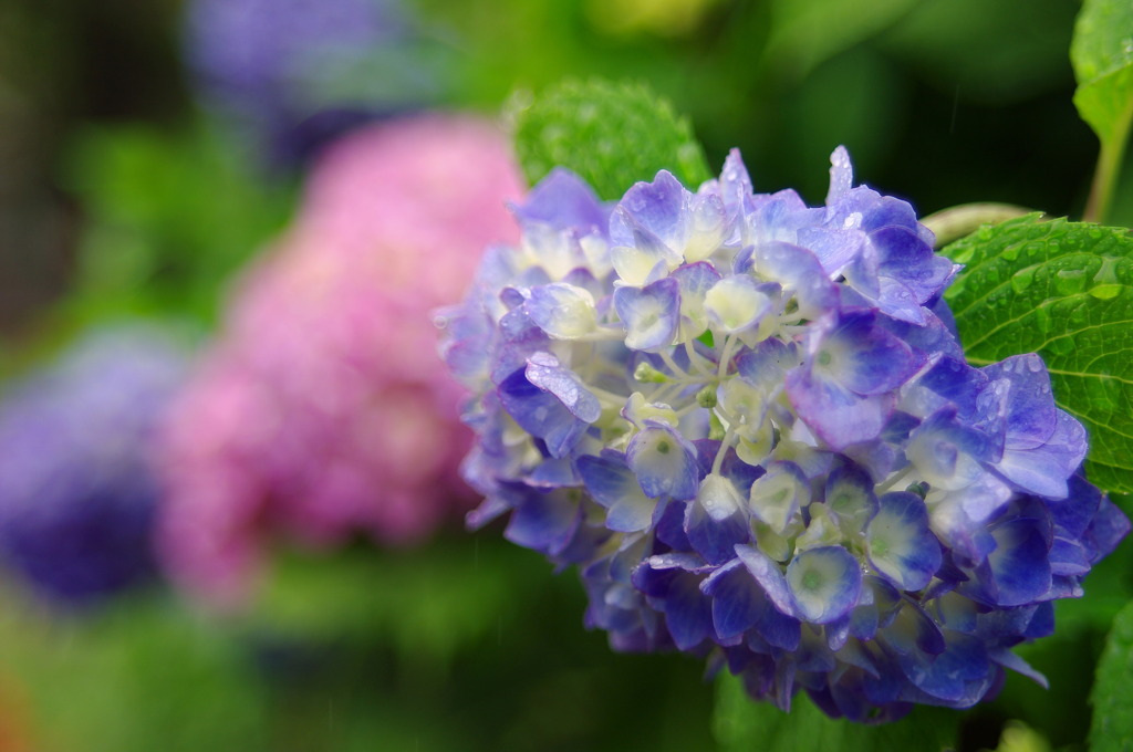 紫陽花　入梅しました