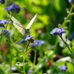 青いお花と蝶チョ