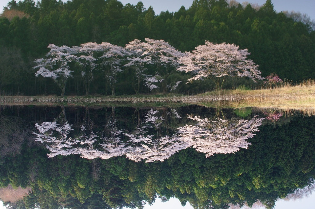 逆さ桜