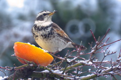 雪の朝のツグミさん　1