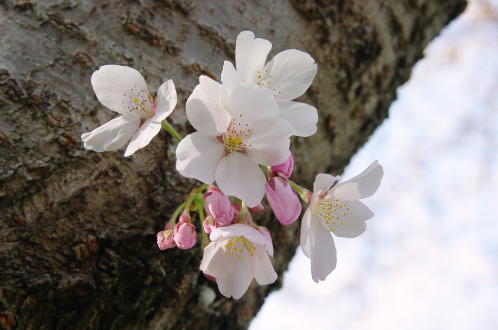 幹桜