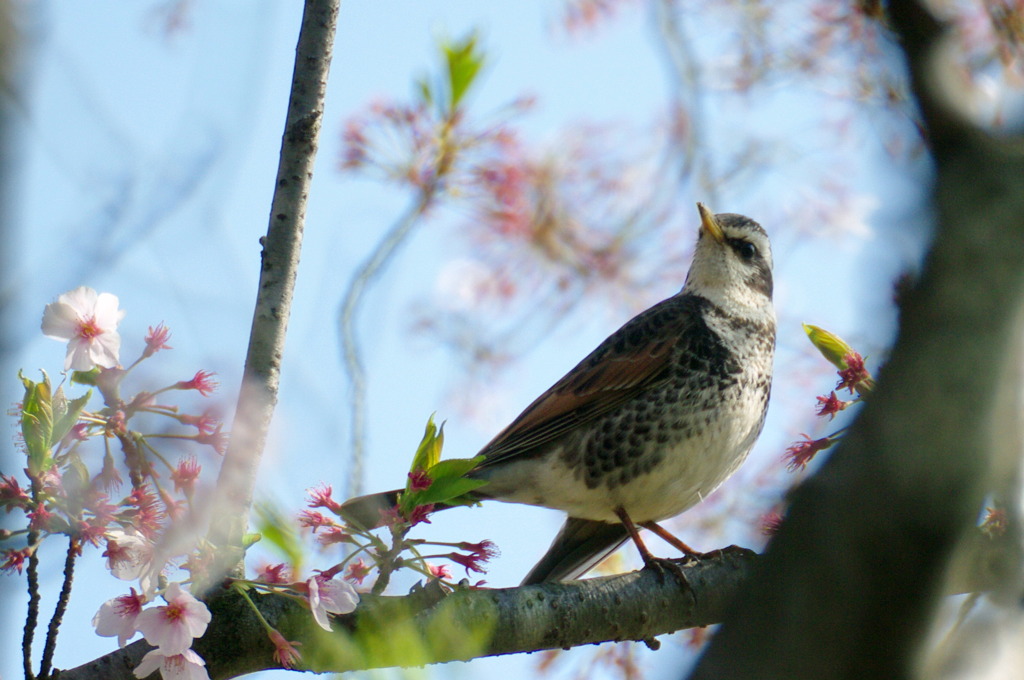 ツグミさんのお花見　2