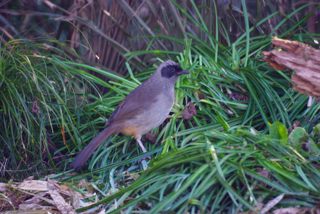 カオグロガビチョウさん　1