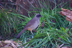 カオグロガビチョウさん　1