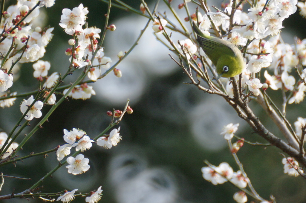 メジロさんのお花見。　2