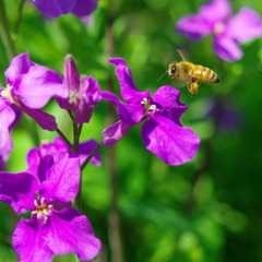 紫色のお花とハッチ　1