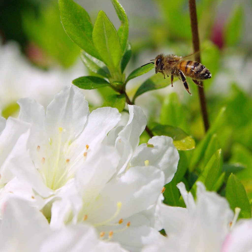 白色ツツジとハッチ　2
