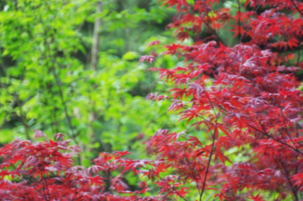 新緑と紅葉と