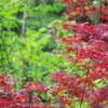 新緑と紅葉と