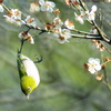「梅とメジロ」さん　10