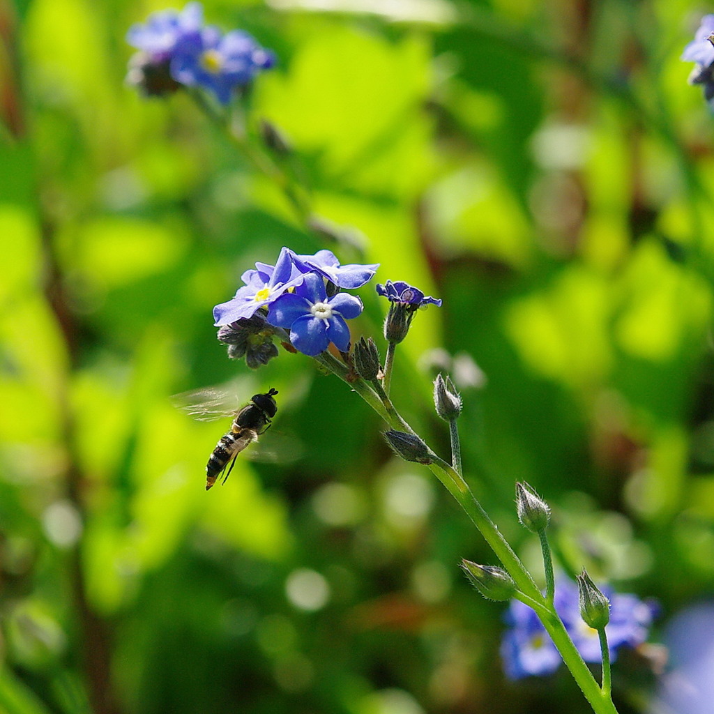 青いお花とハナアブ　1