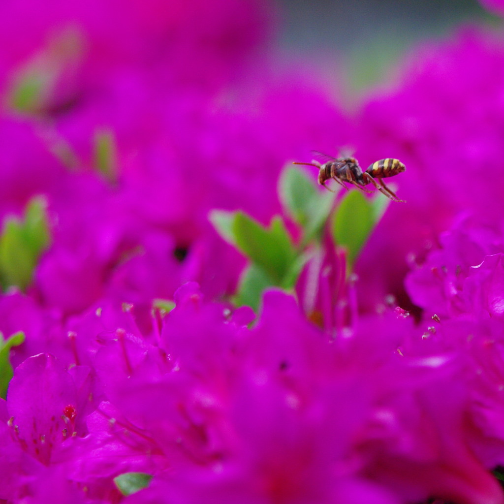 紫色ツツジとハッチ　1