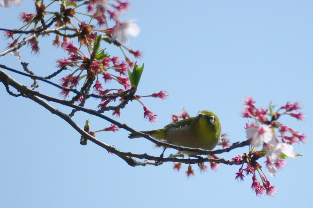 宴の後のメジロさん