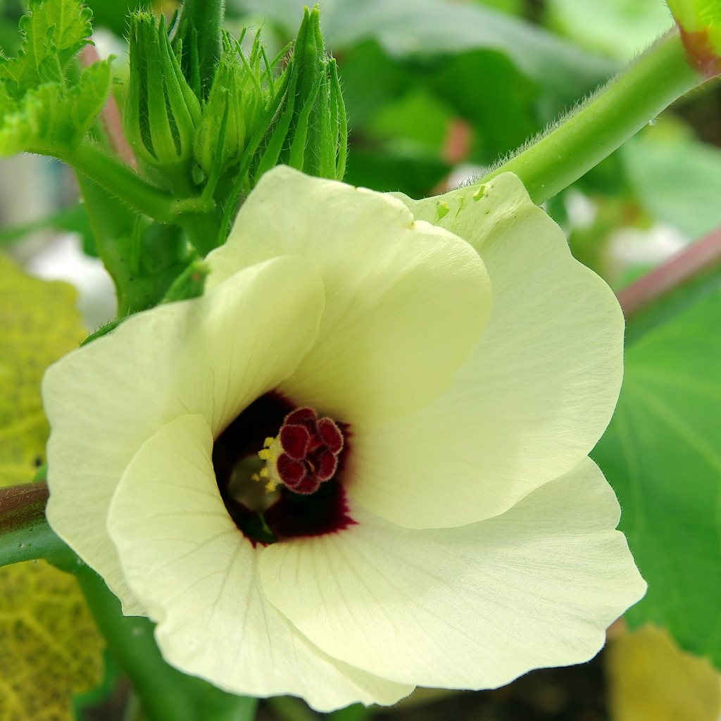 オクラの花