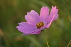 秋桜