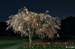 夜桜と夜チューリップ